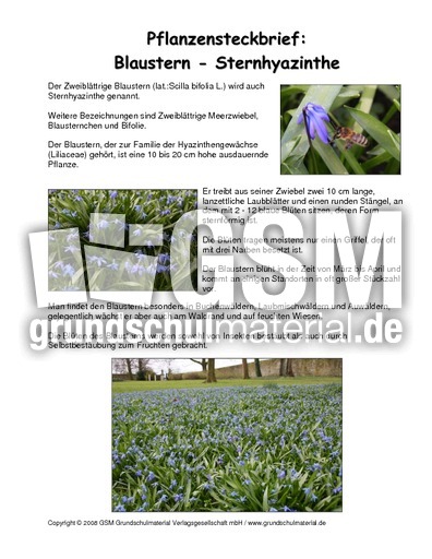 Steckbrief-Blaustern.pdf